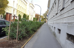 Pótolják a kiszáradt liliomfákat a Bajcsyban