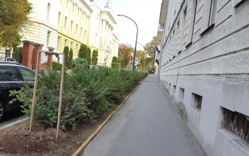Pótolják a kiszáradt liliomfákat a Bajcsyban