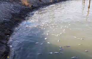Tömeges süllőpusztulás a Balatonon a kárókatonák miatt