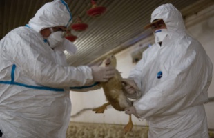 Somogy megyében is megjelent a madárinfluenza