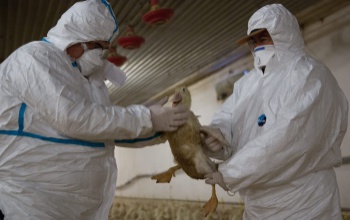 Somogy megyében is megjelent a madárinfluenza