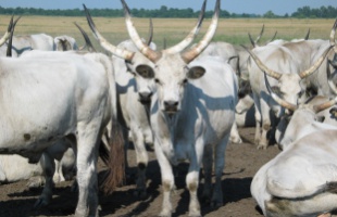 Kiemelten fontos az őshonos élőlényeink megőrzése