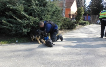 Kiszagolta a rendőrkutya a betörőt