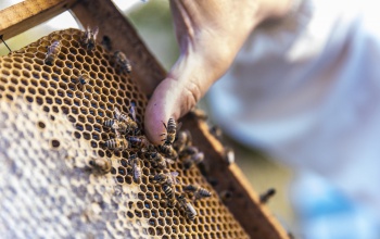A méhészet az agrárium egyik legfontosabb ágazata