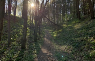 Kampány indul az erdőkért