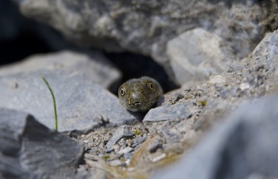A balatoni kockás siklónak sem tesz jót az emberi jelenlét