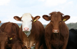 Embert is veszélyeztető betegség jelent meg két somogyi szarvasmarha-állományban