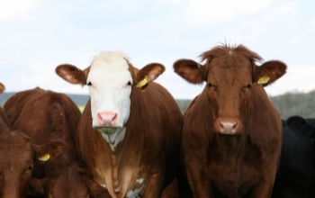 Embert is veszélyeztető betegség jelent meg két somogyi szarvasmarha-állományban
