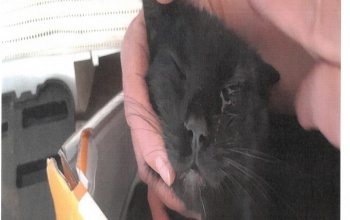 Légpuskával lőtte szemen a szomszéd macskáját