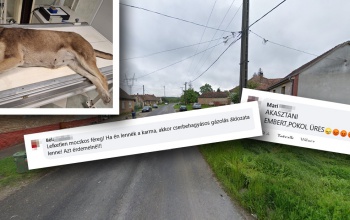 Elgázoltak egy kutyát Kaposváron, a vétlen sofőr halálát kívánják a kommentelők