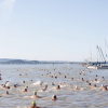 Fotó: balaton-atuszas.hu