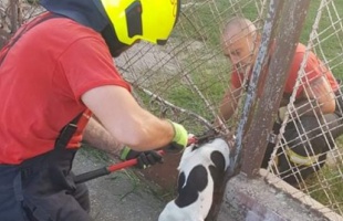 Kerítésbe szorult a kiskutya feje, a tűzoltók segítettek neki
