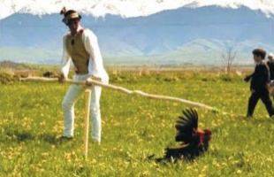 Hamvazószerda Somogyban, akkor üssünk kakast!