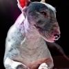 Beckham az imádni való angol bullterrier a Húsz A Csúcson gárdájának tagja volt 2018-ig, helyét azóta sem töltötte be senki