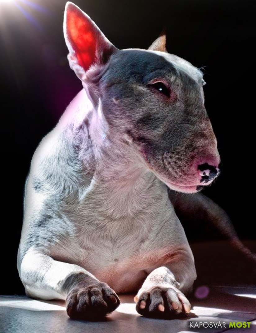 Beckham az imádni való angol bullterrier a Húsz A Csúcson gárdájának tagja volt 2018-ig, helyét azóta sem töltötte be senki