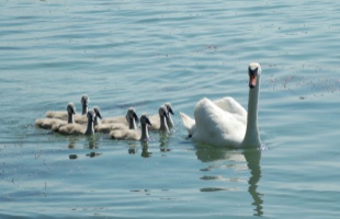 Madárbarátoknak szerveznek rövid túrákat a Balatonnál