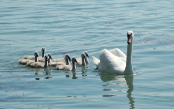 Madárbarátoknak szerveznek rövid túrákat a Balatonnál