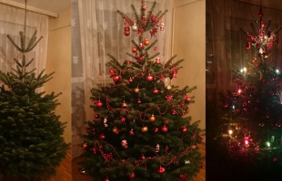 Erre a karácsonyfára szavaztak a legtöbben