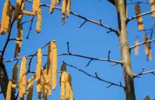 Az enyhüléssel allergén pollenek jelennek meg a levegőben