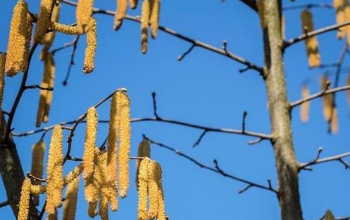 Az enyhüléssel allergén pollenek jelennek meg a levegőben
