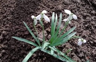 Még a hóvirágot is megtréfálta az időjárás