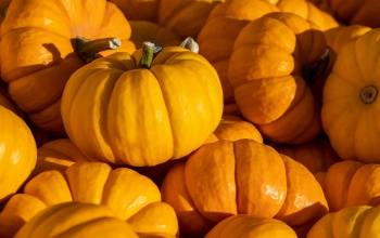 Őszi vitaminbombák: így erősítsük az immunrendszerünk a hűvös, esős napokra