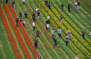 Százezer tulipánhagyma várta a látogatókat a Kőröshegyi Levendulásban