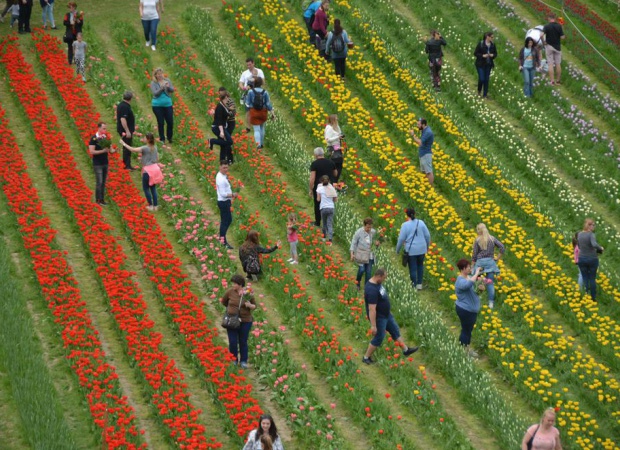 Százezer tulipánhagyma várta a látogatókat a Kőröshegyi Levendulásban