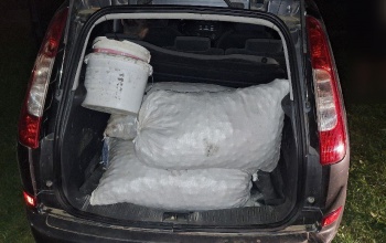 Menekülés közben kapták el a somogytúri diótolvajokat