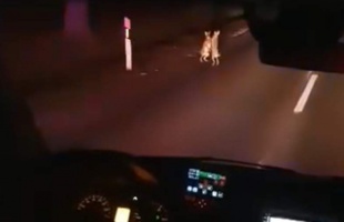 Az út közepén vajon a tojásfestésen vesztek össze a nyulak Nagyatádnál? - Videó