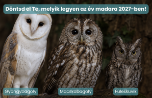 Melyik éjszakai vadász legyen a 2027-es év madara?