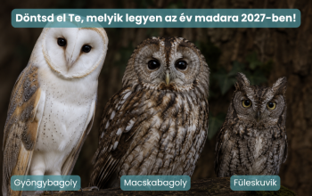 Melyik éjszakai vadász legyen a 2027-es év madara?