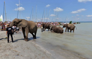 Elefántok fürödtek a Balatonban
