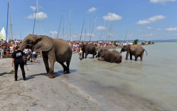 Elefántok fürödtek a Balatonban