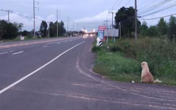 Nem játék a kutya karácsonyra