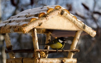 Alma, faggyú, napraforgómag, szalonna - ezekkel etessük az énekesmadarakat