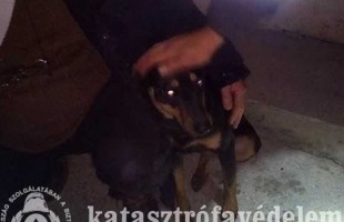 Átereszbe szorut kutyust mentettek a kaposvári tűzoltók