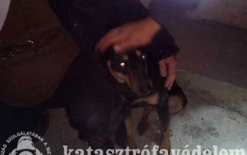 Átereszbe szorut kutyust mentettek a kaposvári tűzoltók