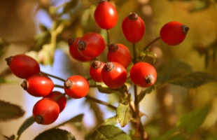 Az erdők féltett kincse a kutyáknak is kiváló vitaminforrás