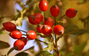 Az erdők féltett kincse a kutyáknak is kiváló vitaminforrás