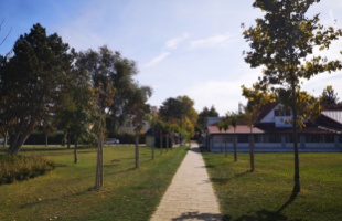 Újratelepítik Zamárdiban a cseresznyefasort, amit gázolajjal tettek tönkre