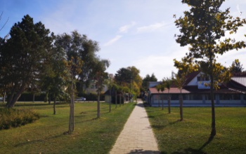Újratelepítik Zamárdiban a cseresznyefasort, amit gázolajjal tettek tönkre