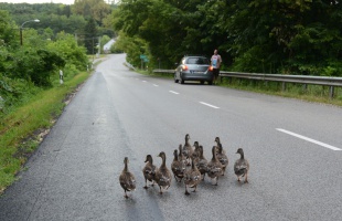 Tizenkét fős vadkacsa családot mentettek meg Bőszénfánál