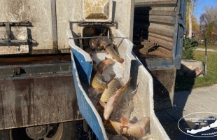 Megvan az idei balatoni pontytelepítési mennyiség