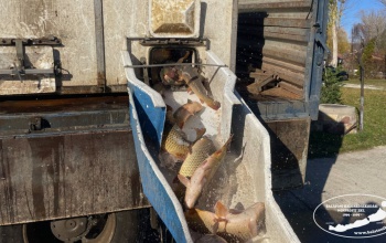 Megvan az idei balatoni pontytelepítési mennyiség