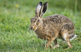 Betegség tizedeli a vadonban élő nyulakat