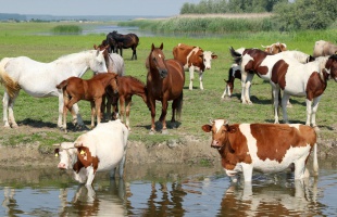Interaktív programot szervezenek az Állatok Világnapján Kaposváron