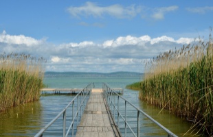 Aggasztó a balatoni nádhelyzet