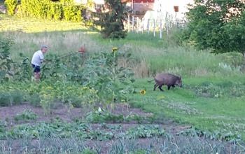Vaddisznó garázdálkodott Kaposváron egy Könyves Kálmán utcai kertben