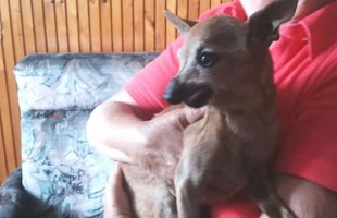 18 éves, félvak kutyát szabadítottak ki a cserépkályha fogságából a tűzoltók